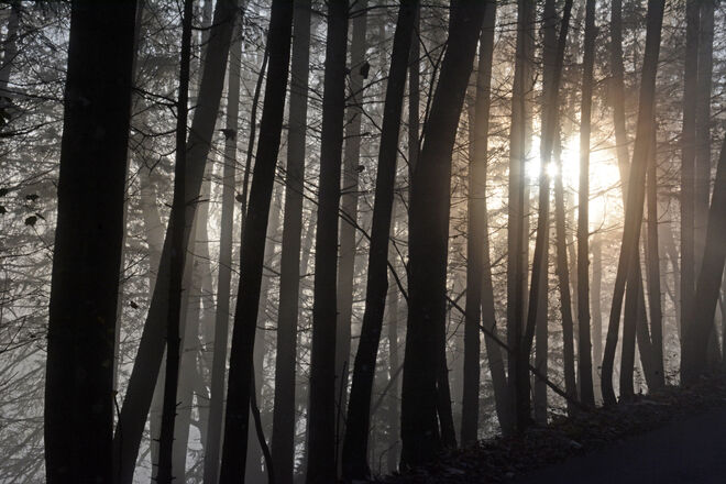 Gegenlicht