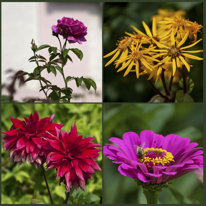 Blütenträume im Stiftsgarten