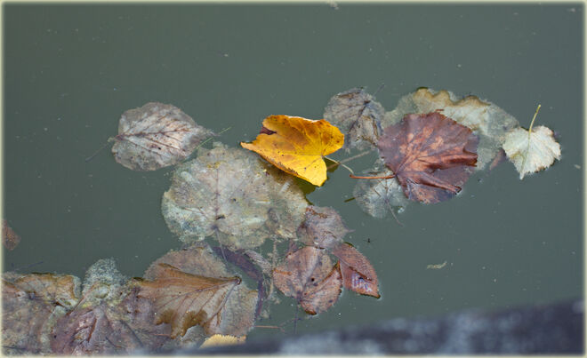 Abgefallen...