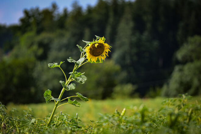 Allein in der Weite