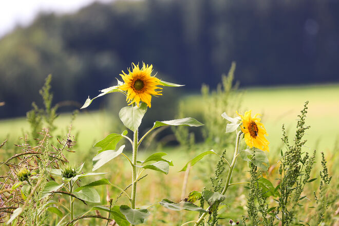 Sommergruß aus der Natur
