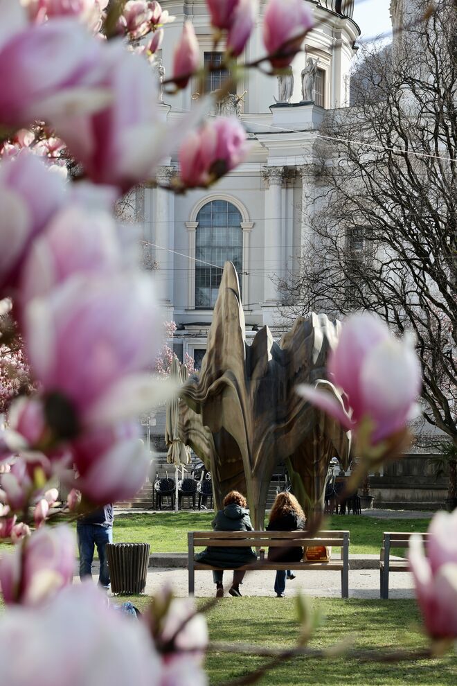 Sonne tanken zwischen den Magnolienbäumen