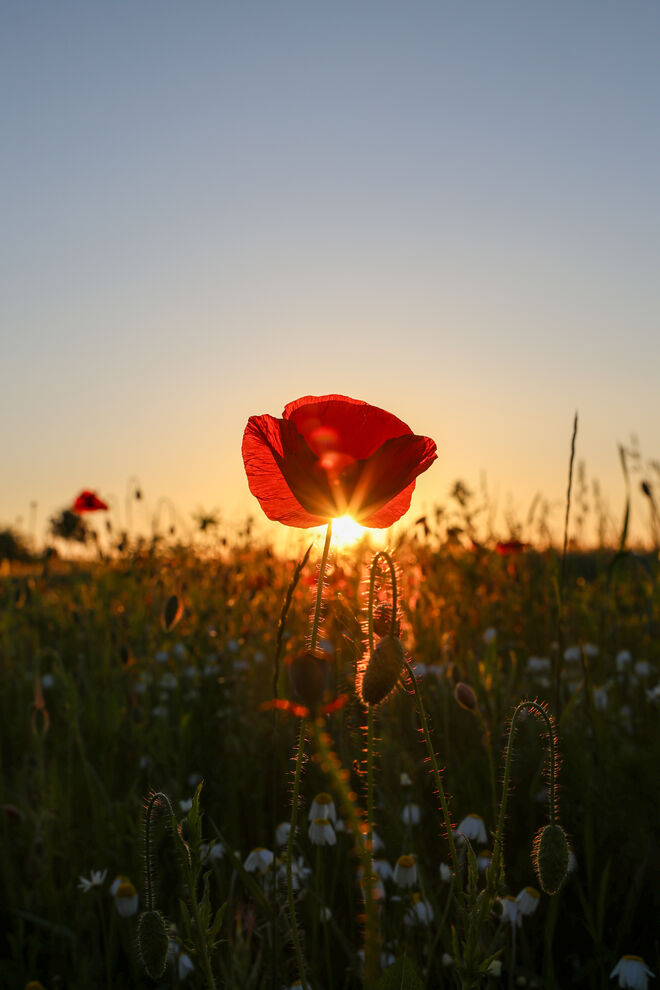 Mohnblume im Abendlicht