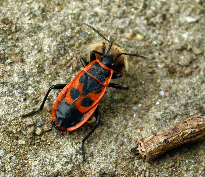 Feuerwanze