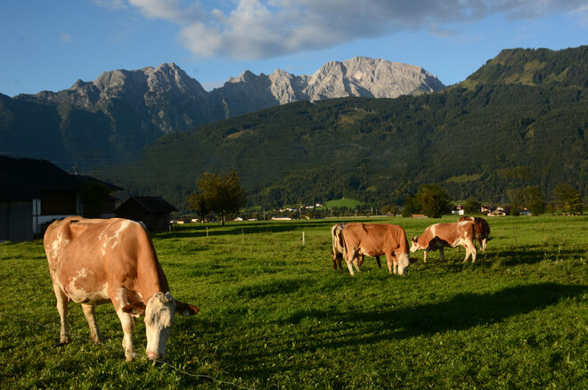 Friedliches Grasen...