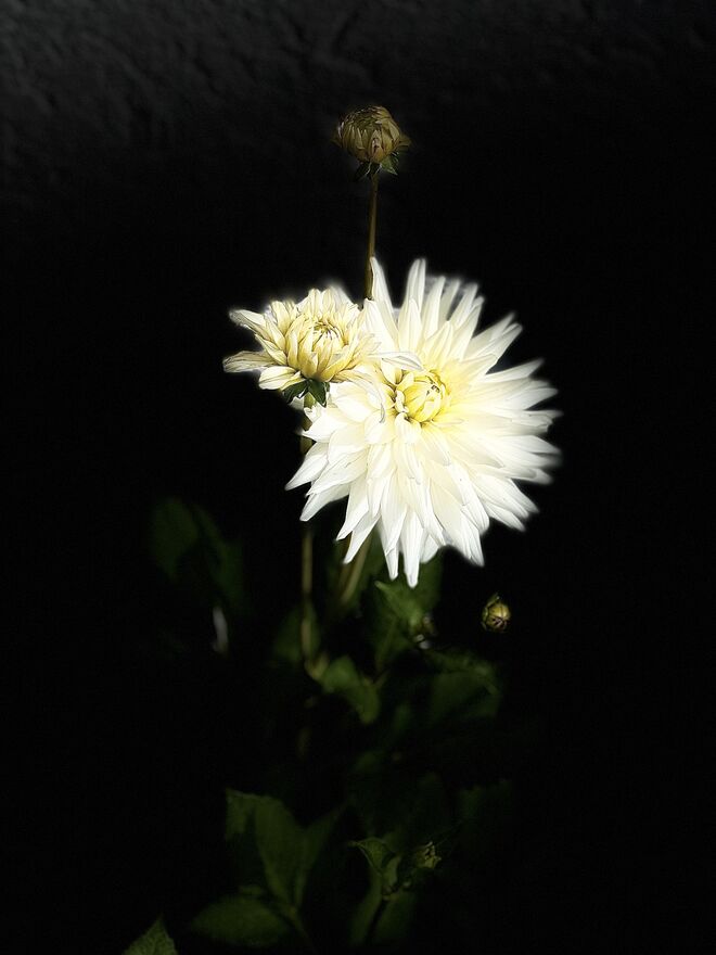morning has broken …