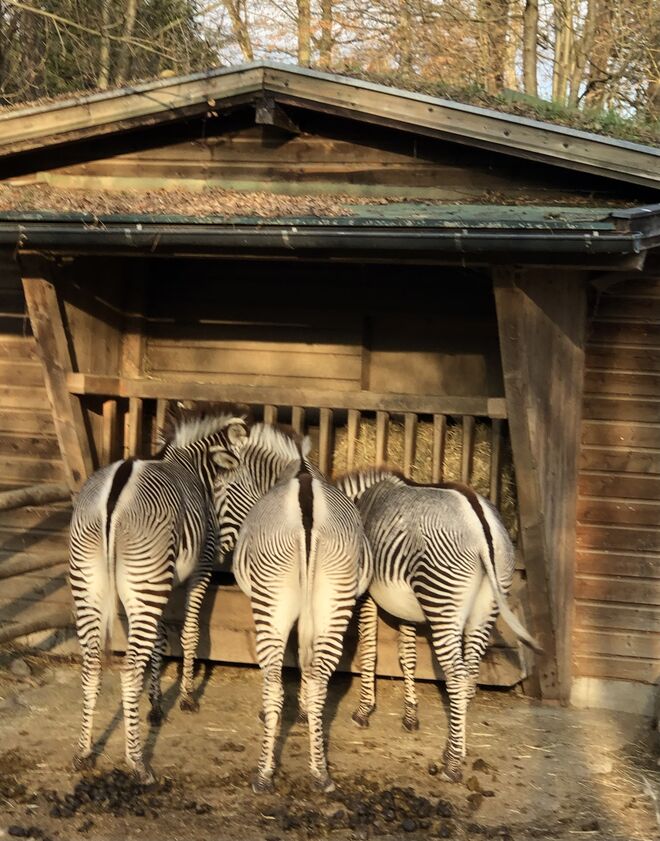 Zebras im Zoo