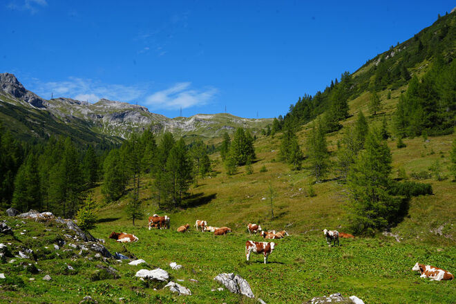Almfrieden