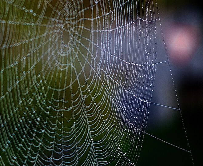 Spinnennetz am Morgen