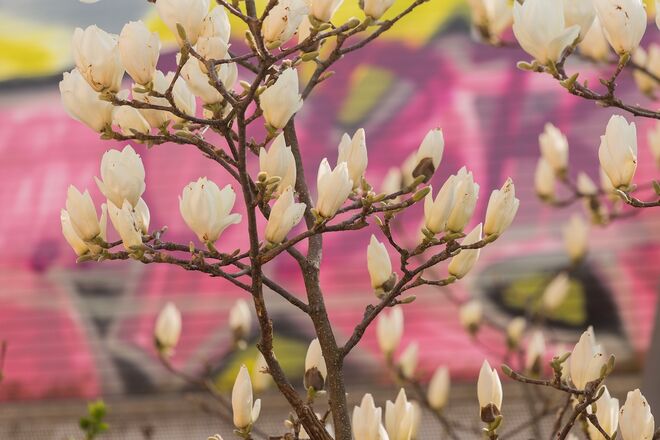 Weiß vor Bunt