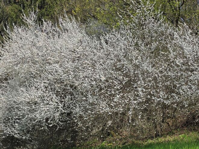 Schlehenstrauch in voller Blüte