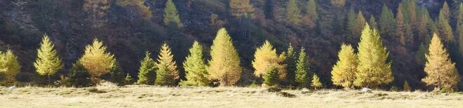 Goldener Herbst im Raurisertal