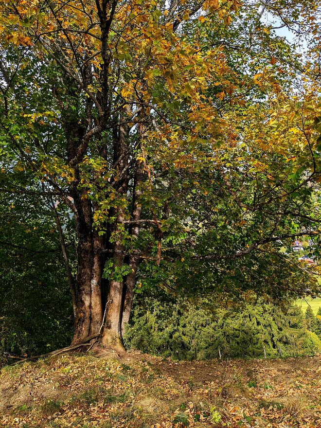 . . . ein 5-fach-Baum im Farbenwechsel . . .