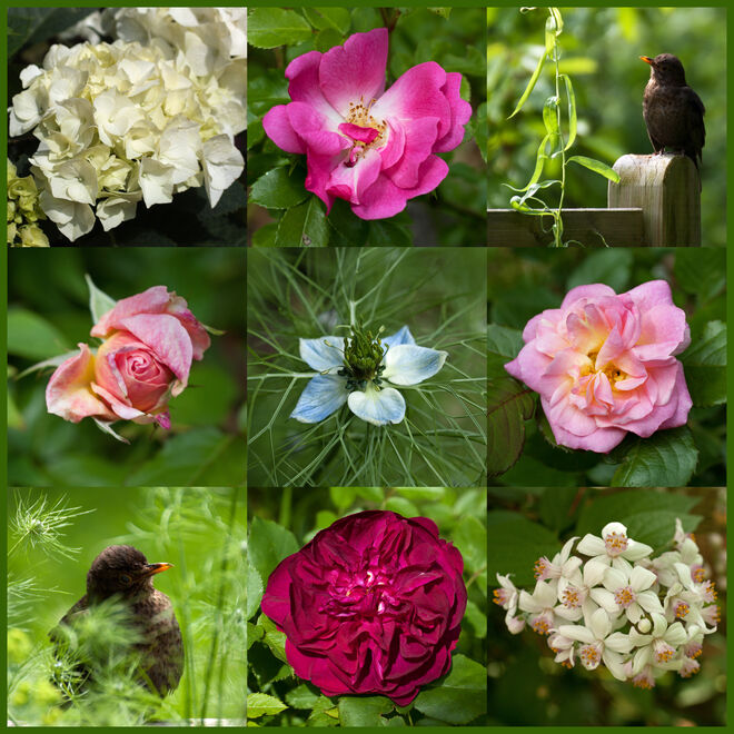 Bilder vom Garten