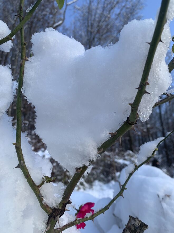Schneeherz