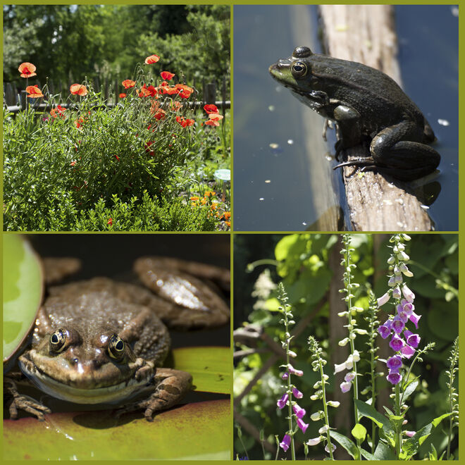 Blumen und verwunschene Prinzen im Botanischen Garten