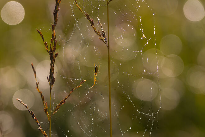 Die Künstlerin und ihr Gespinst
