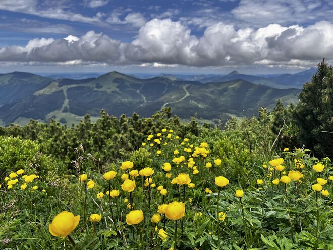 Bergfrühling