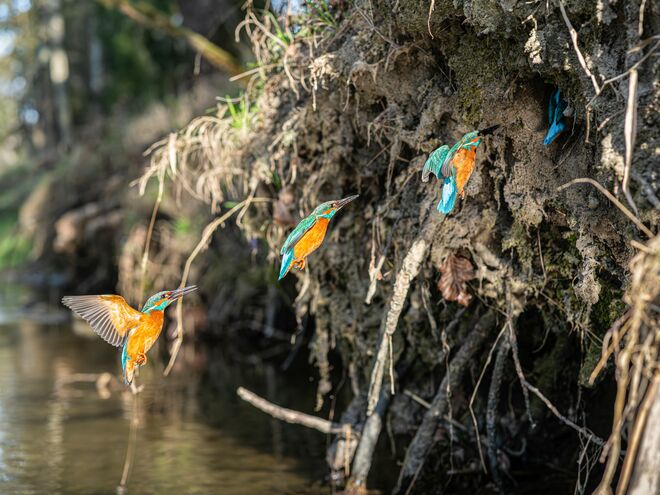 Eisvogel beim Anflug in die Bruthöhle