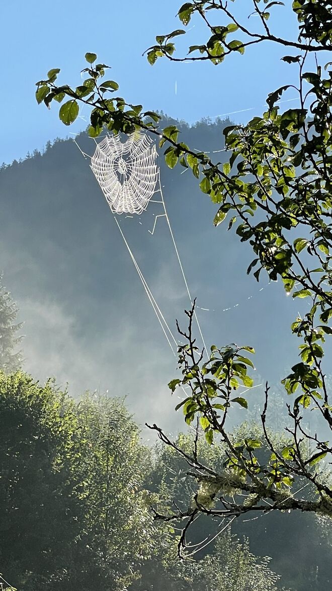 Spinnennetz „abgesichert“