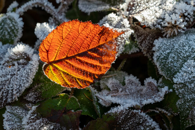 Lichtblick am 1. Adventsonntag