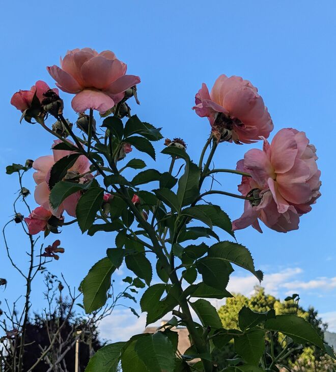 . . . ein blauer Abendhimmel