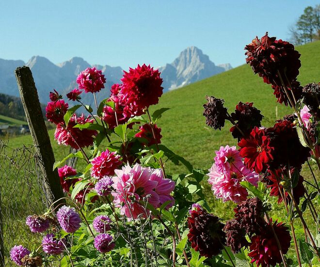 . . . letztes Farbenaufgebot