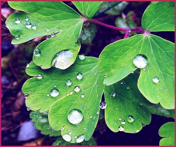 Regenwetterzier