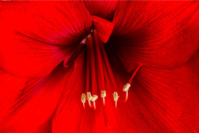 Amaryllis