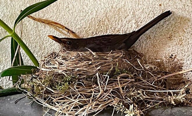 Amsel im Nest