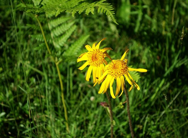 . . . Arnikablüten . . .