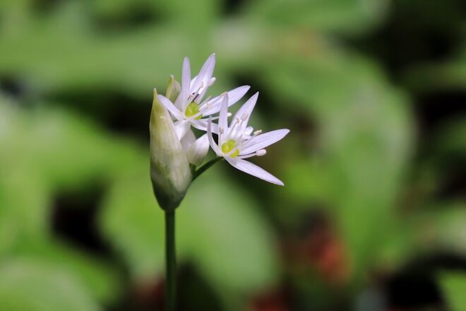 Bärlauchblüten