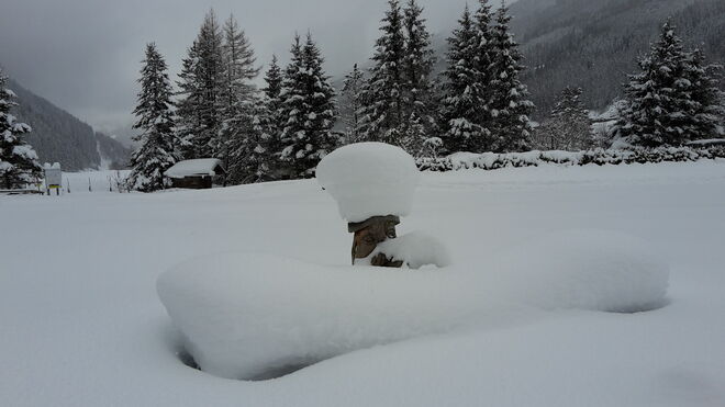 Wer schaut denn da aus dem Schnee?