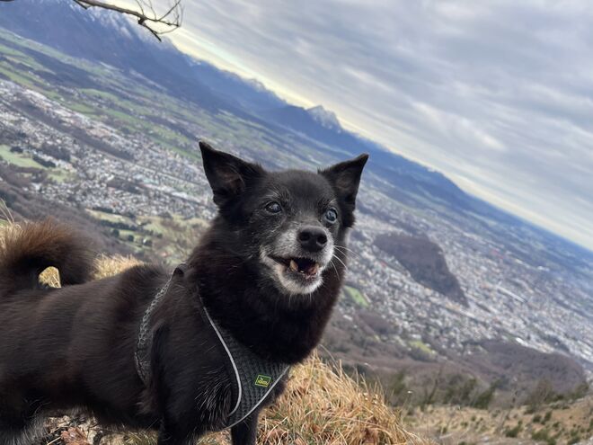 Leni der Spitz vom Gaisberg