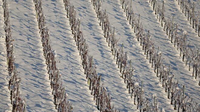 Weinreben im Schnee