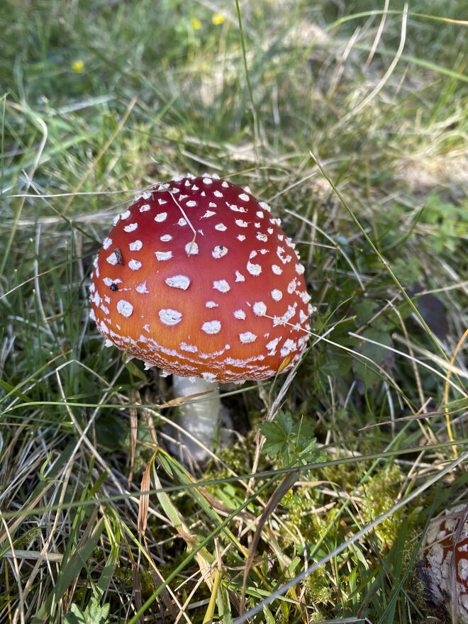 Glückspilz