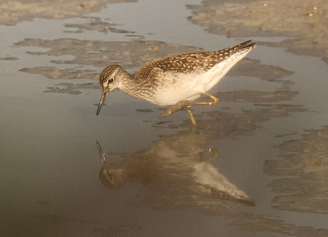 Watvogel