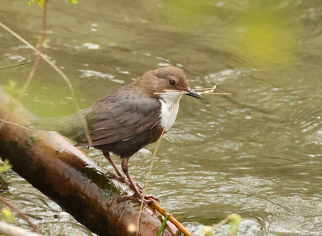 Wasseramsel