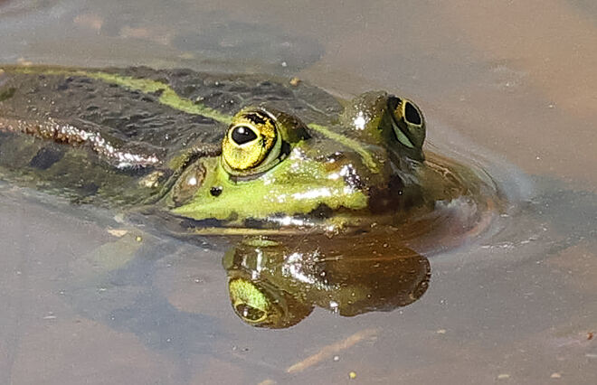 Froschaugen