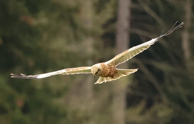 Rohrweihe auf Mäusejagd