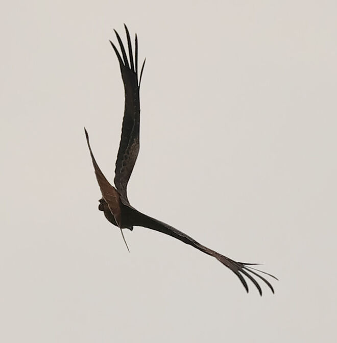 Flugkünstler