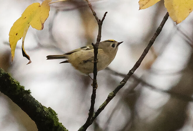 Wintergoldhähnchen
