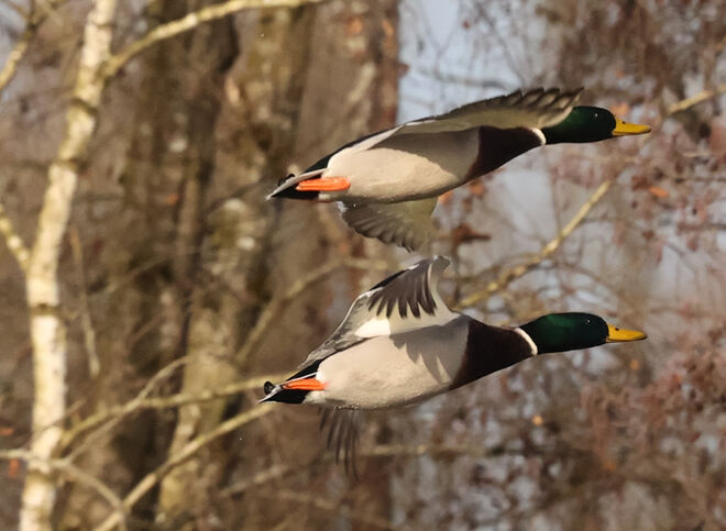 Syncron Fliegen