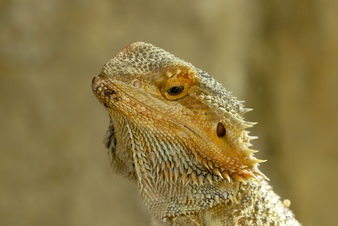 Bartagame hinter Glas