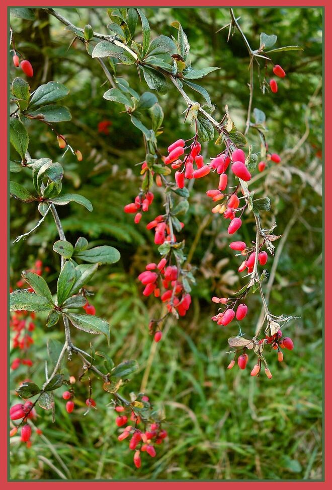 Berberitzen-beeren-leuchten