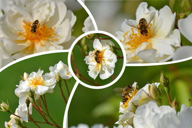 Bienencollage