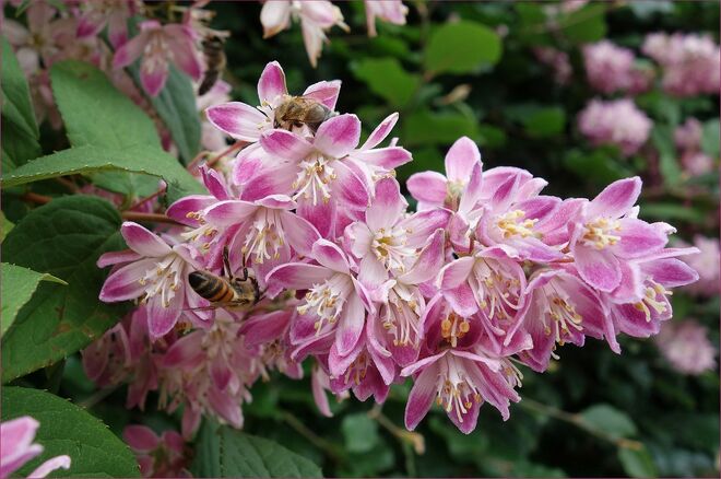 . . . die Deutzie -- ein Bienenstrauch . . . .