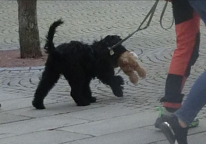 Hundespielzeug XXL!
