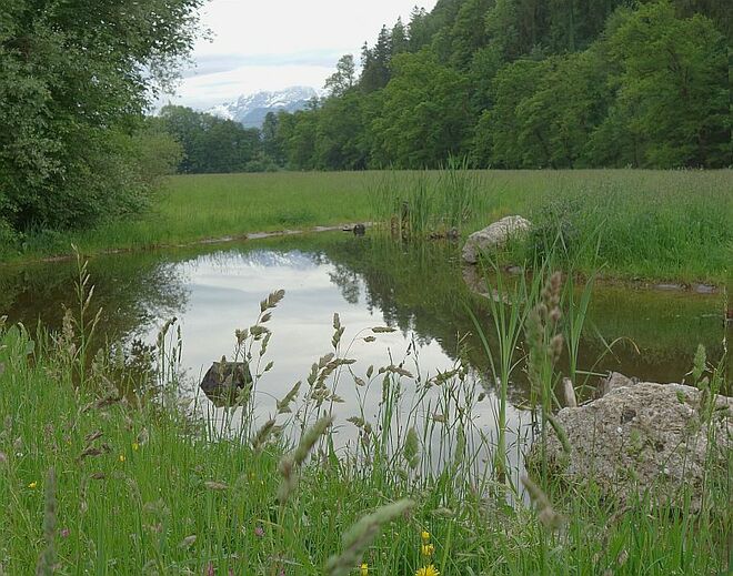 Biotop im Park in Hellbrunn