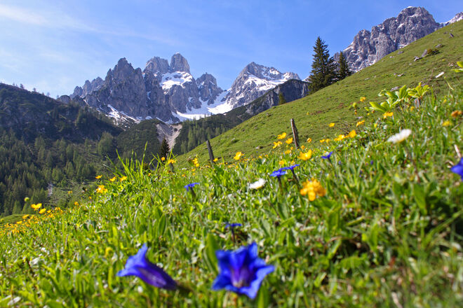 Eine Blumenwiese mit Enzian in der Hofalm